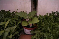 Eggplants in bedding plants