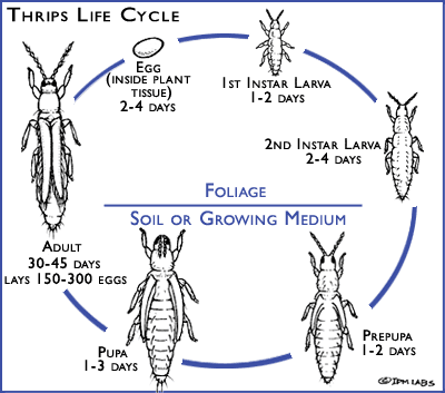 Thrips Damage