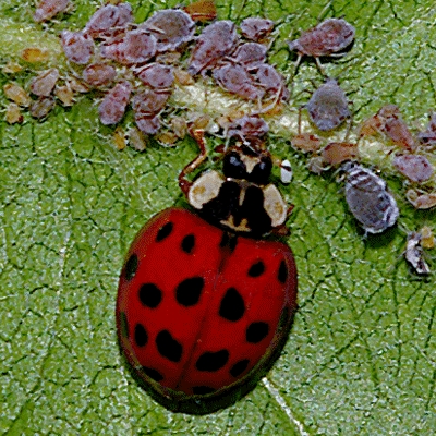 Western Blood-Red Lady Beetle / UC Statewide IPM Program (UC IPM)