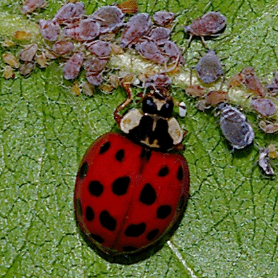 ladybug-aphids | IPM Labs